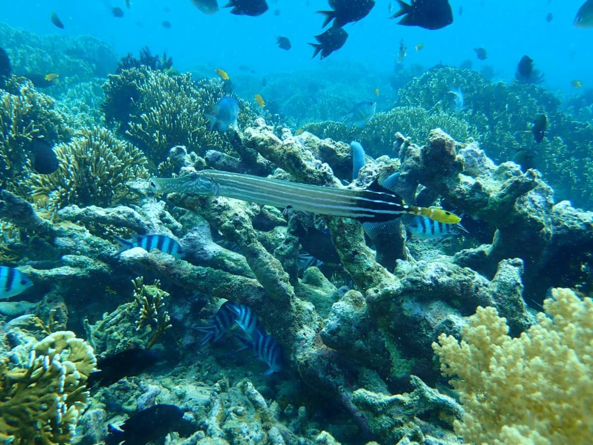 The High Dive Gili Gede By Ultimate Resorts Eksteriør billede