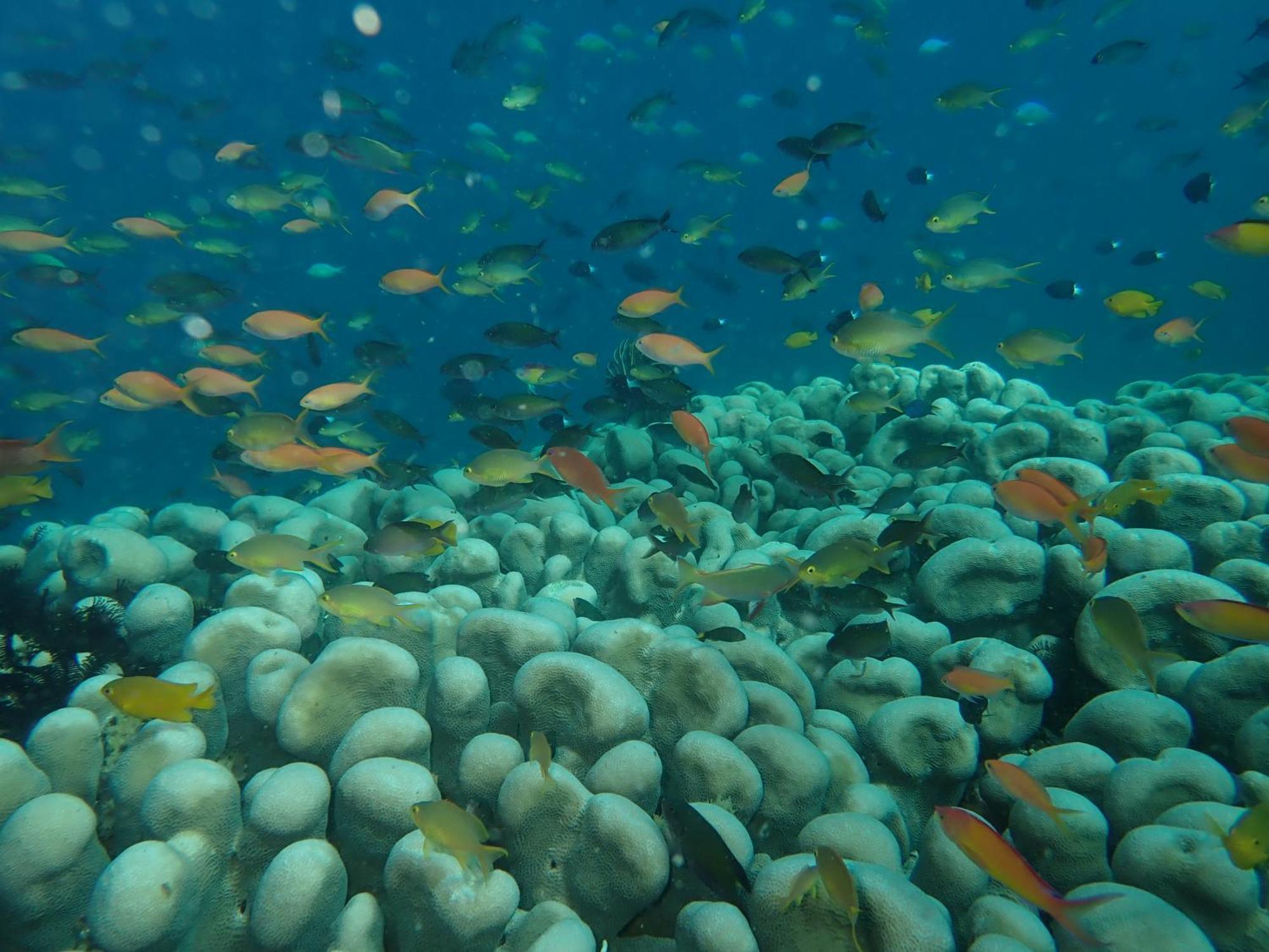 The High Dive Gili Gede By Ultimate Resorts Eksteriør billede
